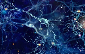 polaczenia neuronow w mozgu